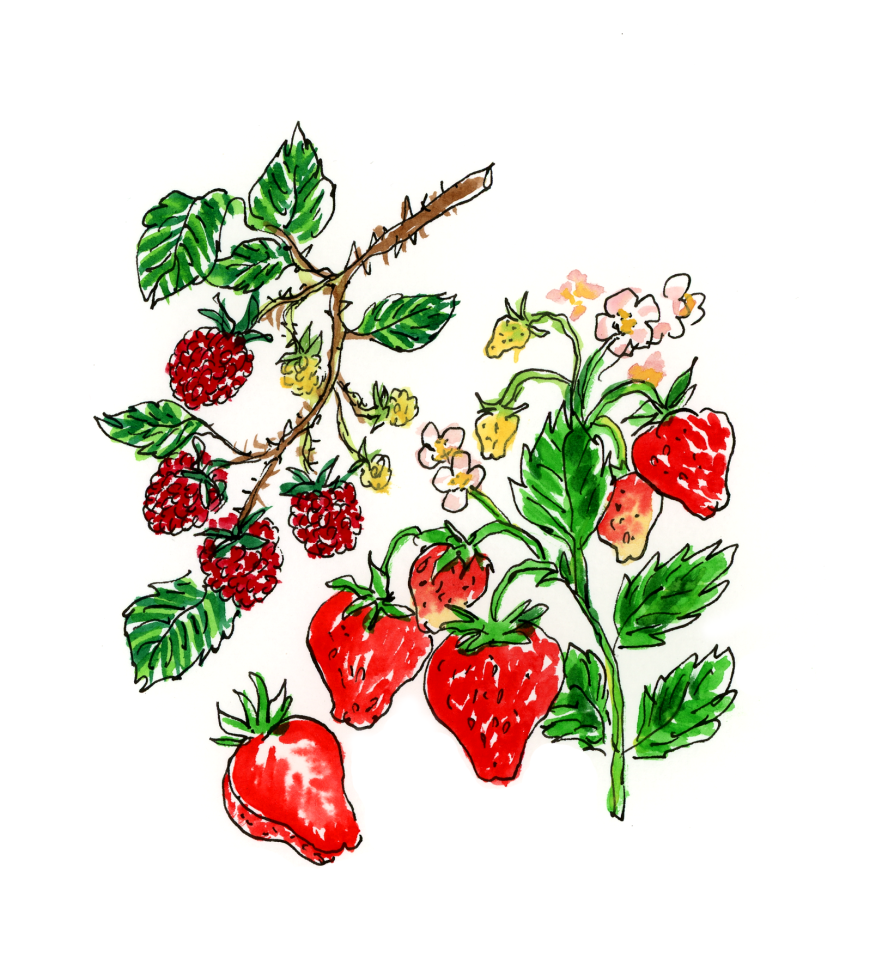 fraisesframboises.png - Yohann&#x20;PROPIN | Virginie